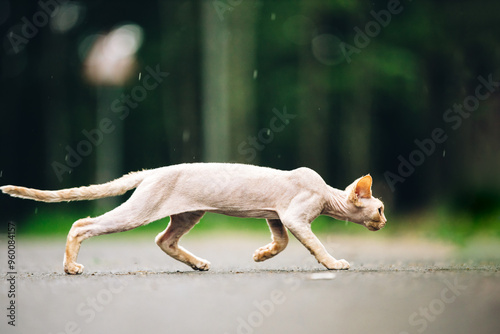 Curious Funny Cute Beautiful Playful Devon Rex Cat Walking. Devon Rex Cat With Cream Fur Color On Walking Gracefully Under Rain. Green Eyes. Amazing Happy Pets. Grace Of Cats