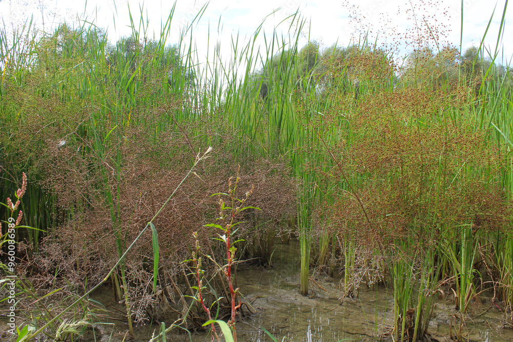 green grass and dry grass growing in a field near a pond and trees green grass and dry grass growing in a field near a pond and trees