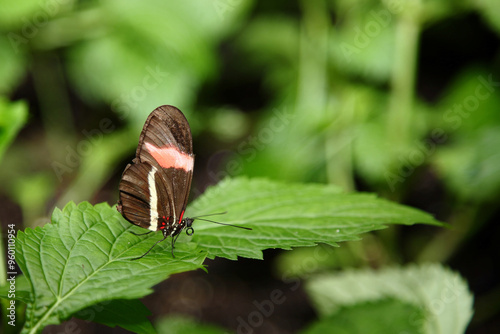 Kleiner Kurier / Red postman / Heliconius erato photo