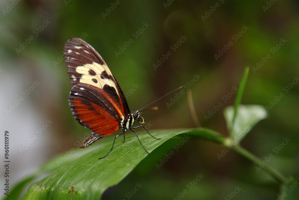 Tiger-Passionsblumenfalter / Tiger longwing / Heliconius hecale Tiger-Passionsblumenfalter / Tiger longwing / Heliconius hecale