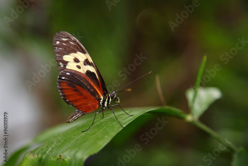 Tiger-Passionsblumenfalter / Tiger longwing / Heliconius hecale