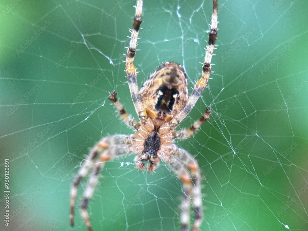 Close-up macro shot of a spider on its web Close-up macro shot of a spider on its web