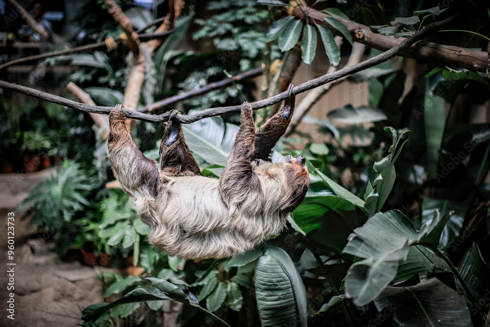 Obraz premium Two-Toed Sloth Hanging from a Tree Branch