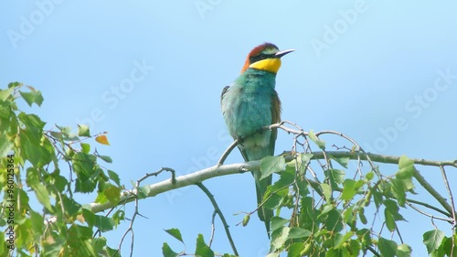 one Bee-eater (Merops apiaster) sits on a branch and chirps while foraging on a sunny summer morning in Magdeburg - Saxony-Anhalt - Germany - Europe photo