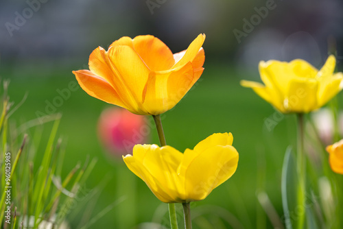 Goldgelbe Tulpenblüten im Garten photo