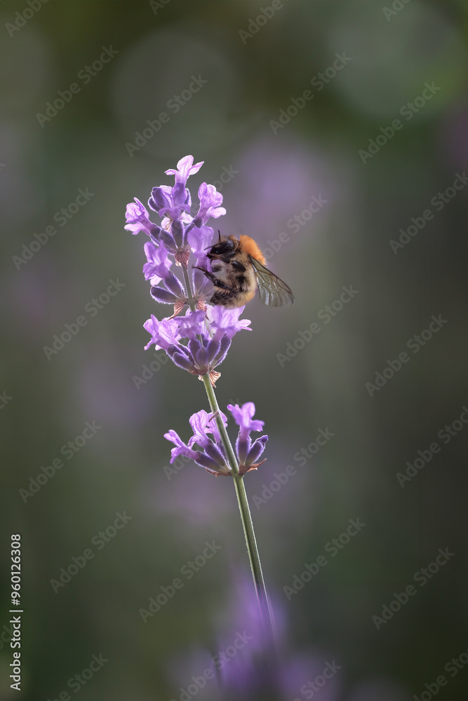 Abeille sur fleur de lavande Abeille sur fleur de lavande