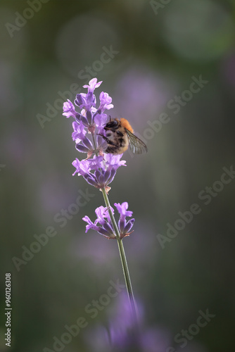 Abeille sur fleur de lavande