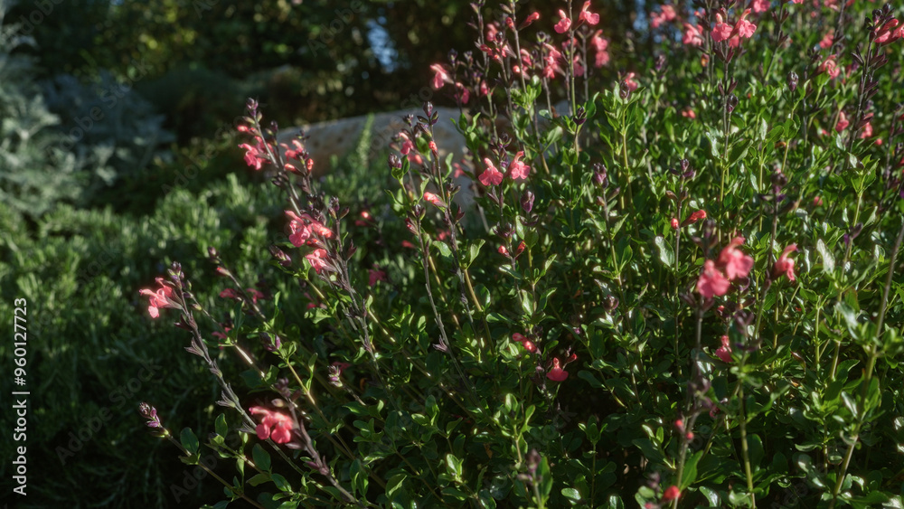 A vibrant display of pink salvia microphylla flowers in a lush garden setting in puglia, italy, showcasing natural beauty and rich green foliage under the sunlight. A vibrant display of pink salvia microphylla flowers in a lush garden setting in puglia, italy, showcasing natural beauty and rich green foliage under the sunlight.