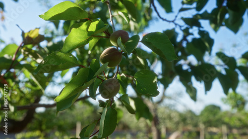 A vibrant apricot tree in puglia, italy, with green leaves and unripe apricots set against a clear blue sky in an outdoor orchard setting.