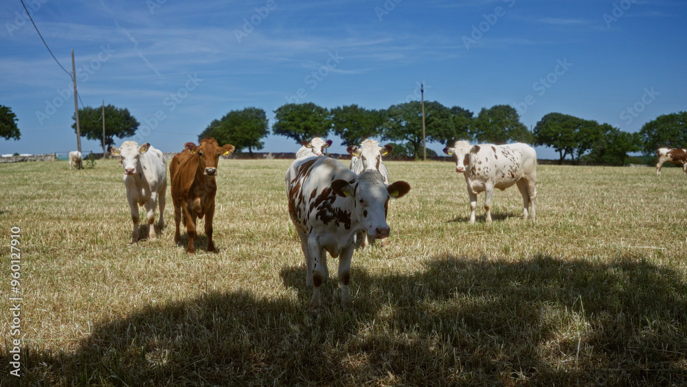 Fototapeta premium A group of cows stands on a grassy field outdoors under a clear blue sky with scattered trees in the background.