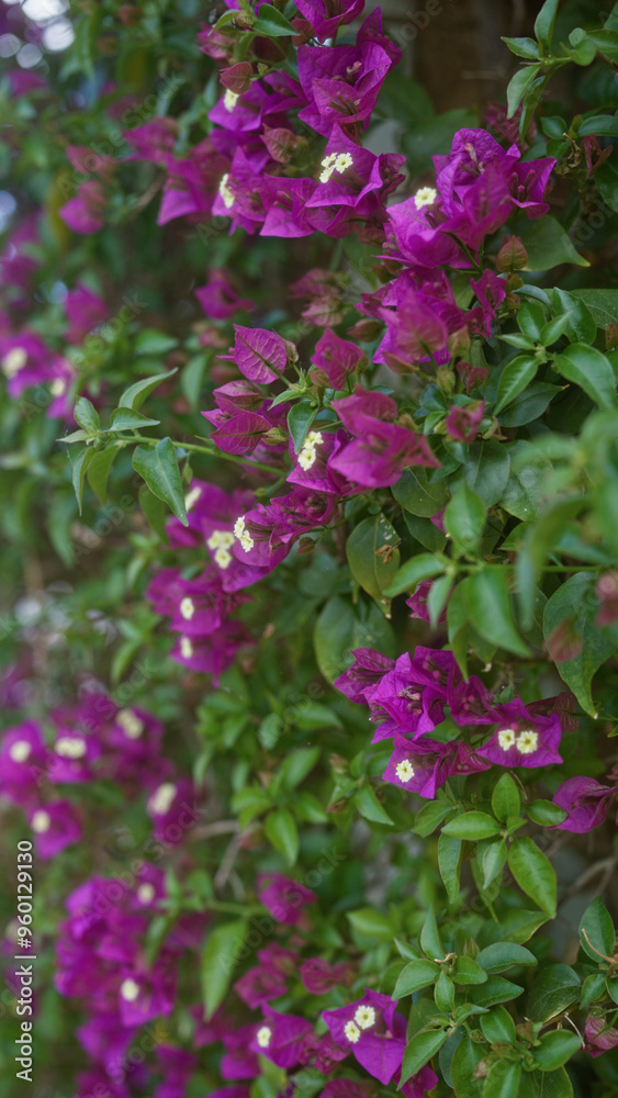 Bougainvillea glabra, also known as paperflower, blossoms vibrantly in an outdoor setting in puglia, italy. Bougainvillea glabra, also known as paperflower, blossoms vibrantly in an outdoor setting in puglia, italy.
