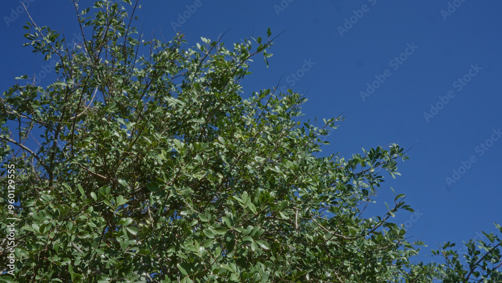 Dense green foliage of a carob tree ceratonia siliqua against a clear blue sky in puglia, italy, showcasing the vibrant outdoors. Dense green foliage of a carob tree ceratonia siliqua against a clear blue sky in puglia, italy, showcasing the vibrant outdoors.