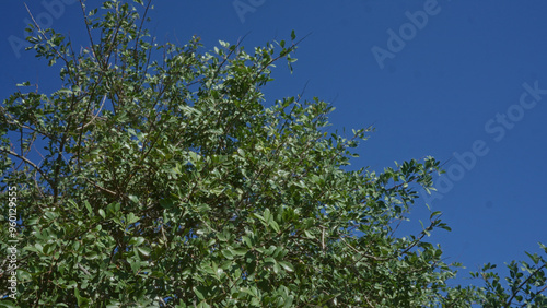 Dense green foliage of a carob tree ceratonia siliqua against a clear blue sky in puglia, italy, showcasing the vibrant outdoors. photo