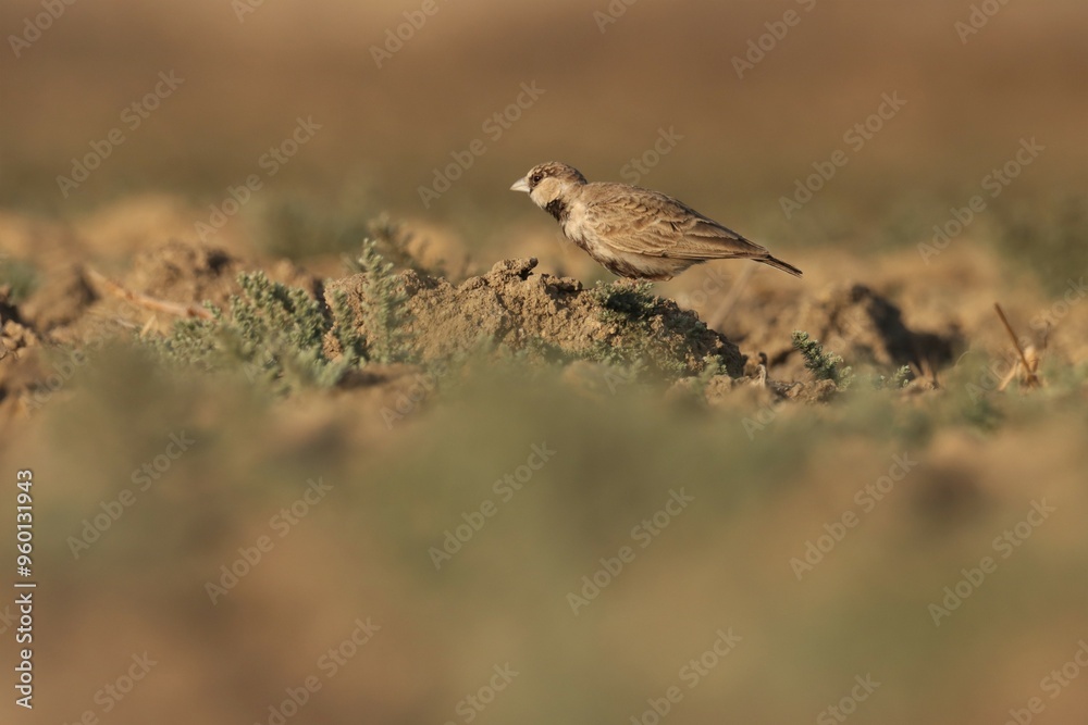 Lark standing on the ground. Bird background. Lark standing on the ground. Bird background.