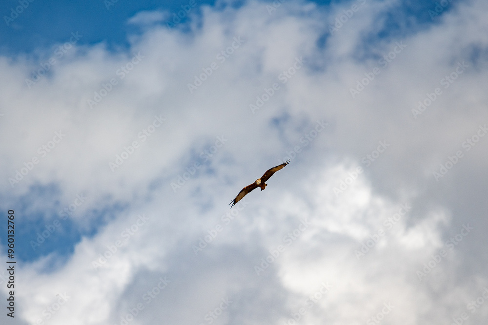 Rotmilan vor Wolkenhimmel Rotmilan vor Wolkenhimmel