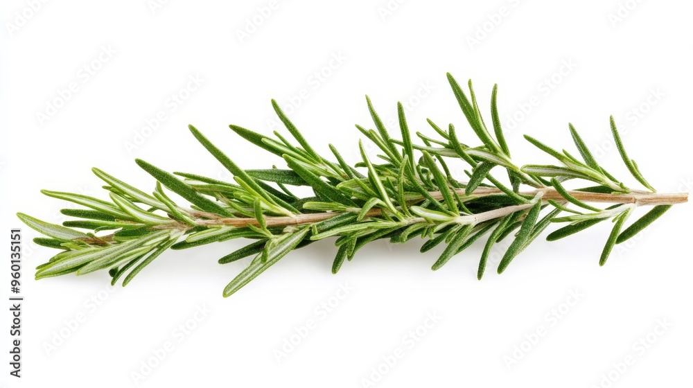 Fototapeta premium Twig isolated.