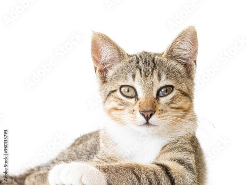 Un dolce gattino tigrato sdraiato su un fianco guarda, su sfondo bianco