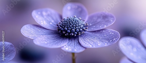 Close-up of a Delicate Purple Flower with Dewdrops