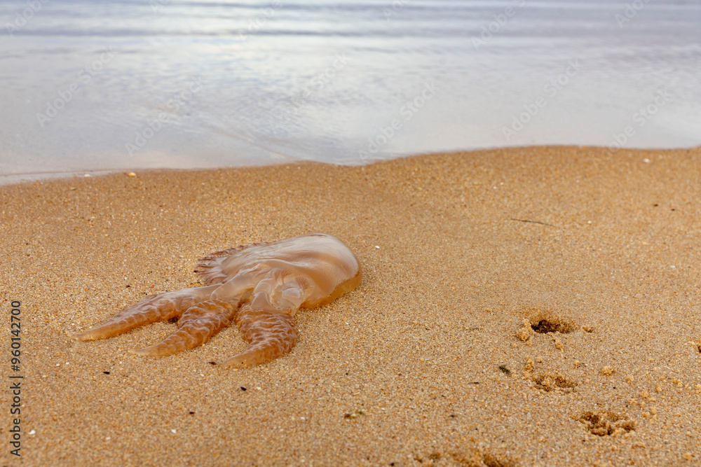 Echoes of Environmental Crisis: A Scene of Jellyfish Stranding at Lagoa de Albufeira Echoes of Environmental Crisis: A Scene of Jellyfish Stranding at Lagoa de Albufeira
