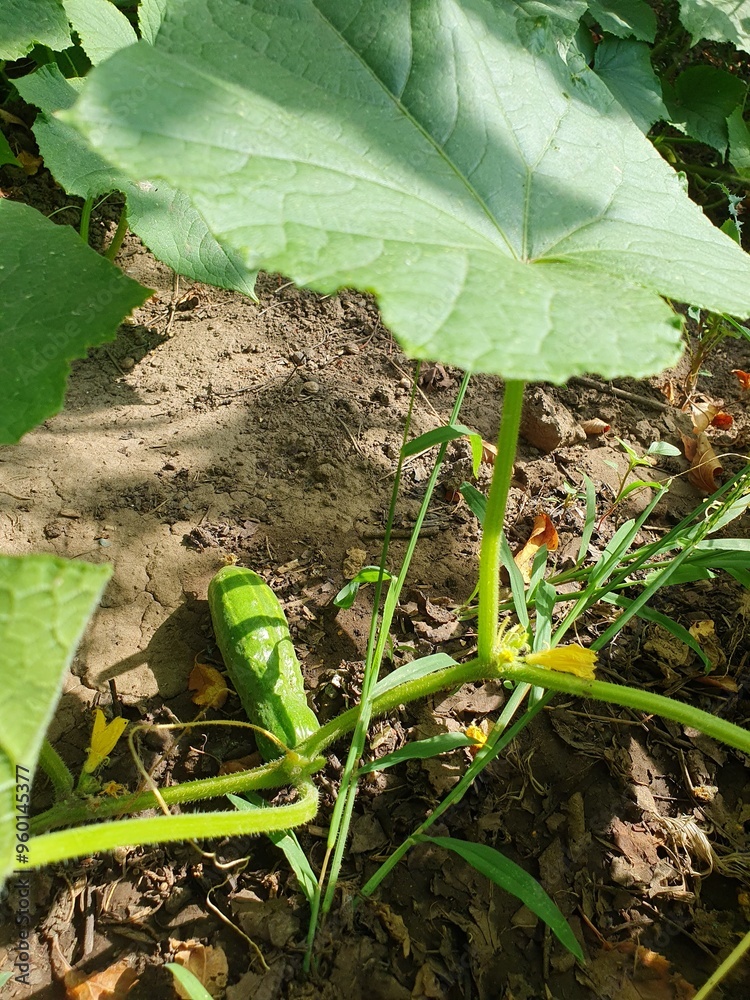 Fototapeta premium Common cucumber growing in the garden, green vegetable, food