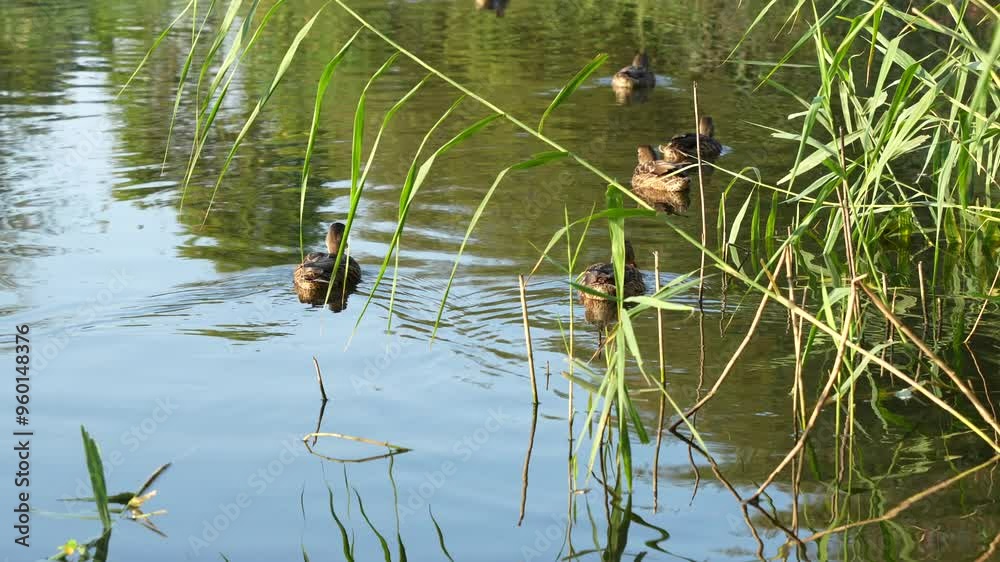 A duck swims in a pond in the green reeds. The water is calm and clear. The duck is the main focus of the image. A duck swims in a pond in the green reeds. The water is calm and clear. The duck is the main focus of the image.