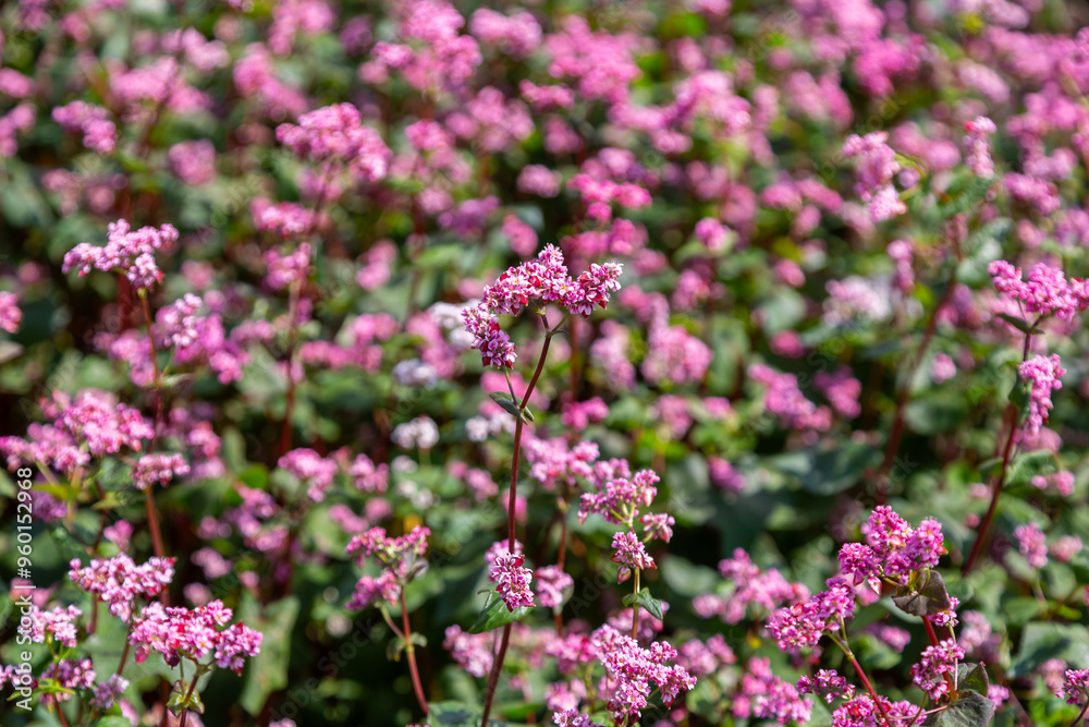 Red buckwheat flowers on the field. Blooming buckwheat. Buckwheat field on a summer sunny day. Red buckwheat flowers on the field. Blooming buckwheat. Buckwheat field on a summer sunny day.