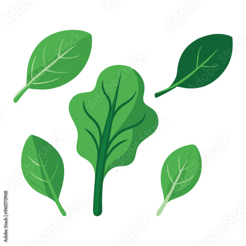  Spinach leaves set isolated flat vector illustration on white background