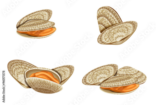 Fresh  clam  isolated on white background.Vector eps 10