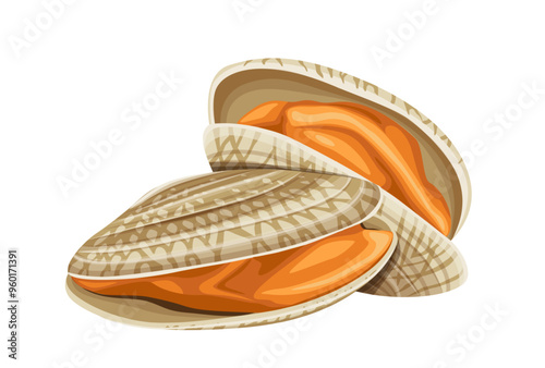 Fresh  clam  isolated on white background.Vector eps 10 photo