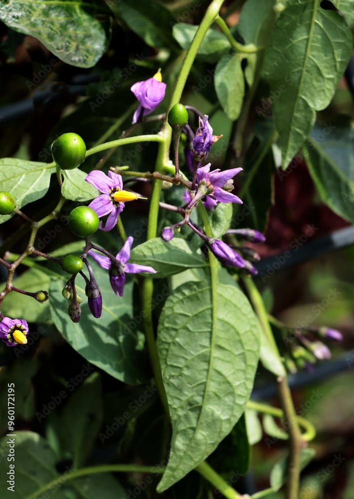 solanum dulcamara wild plant with lila flowers and red berries close up solanum dulcamara wild plant with lila flowers and red berries close up