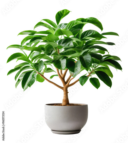 Wallpaper Mural A vibrant green indoor plant thriving in a minimalist pot, enhancing the decor of any living space or office setting Torontodigital.ca