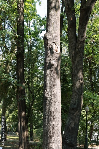 various trees of park  in summer  photo