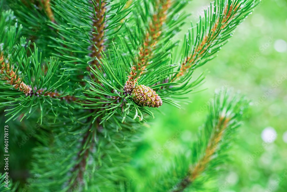 buds on a branch close-up, young pine shoots buds on a branch close-up, young pine shoots