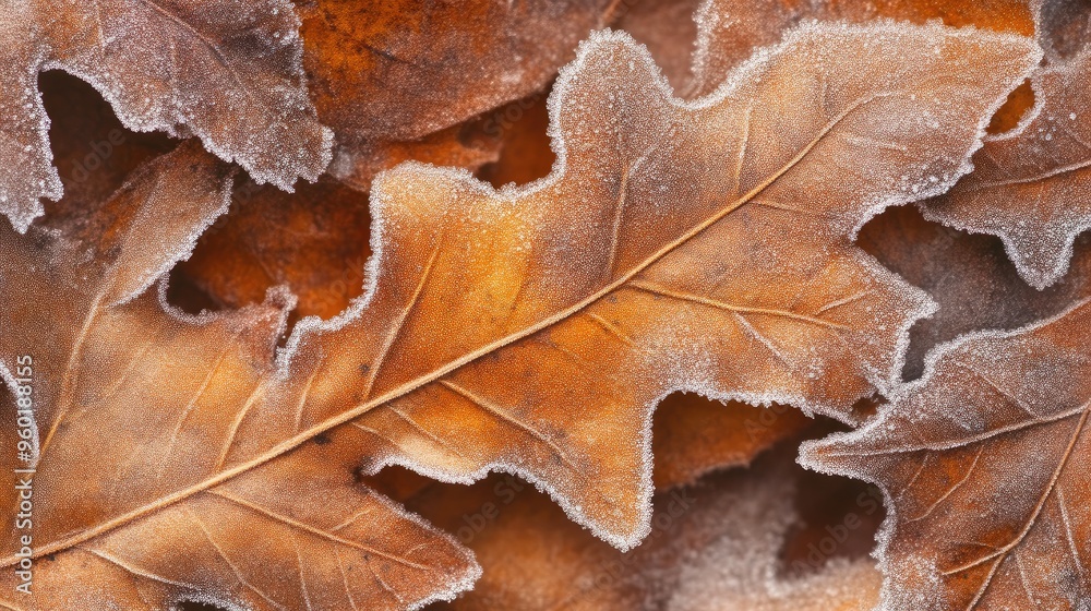 Close-Up of Autumn Leaves Covered in Ice Crystals Close-Up of Autumn Leaves Covered in Ice Crystals