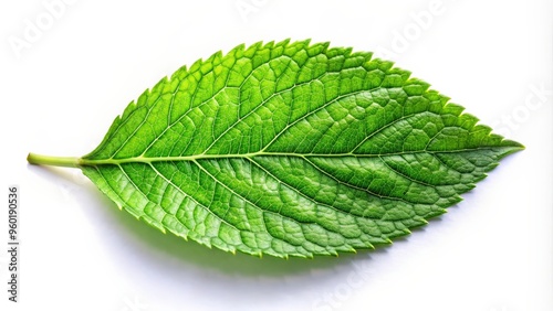 Green leaf on white background for abstract and nature concepts