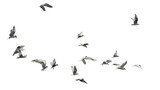 Flock of birds flying isolated on white background. This has clipping path.