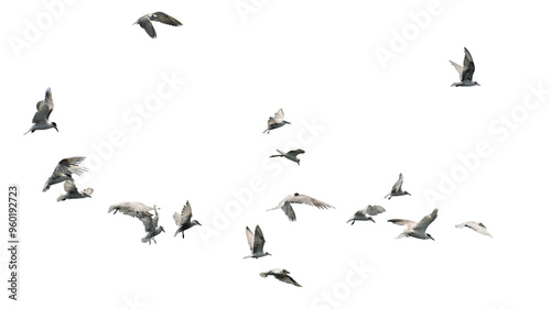 Flock of birds flying isolated on white background. This has clipping path. photo