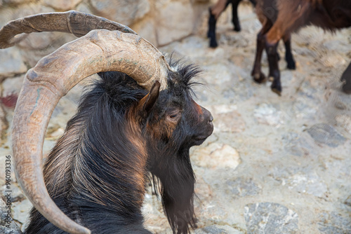 black goat with big horns, a portrait of a wild animal on a blurred background of mountains photo