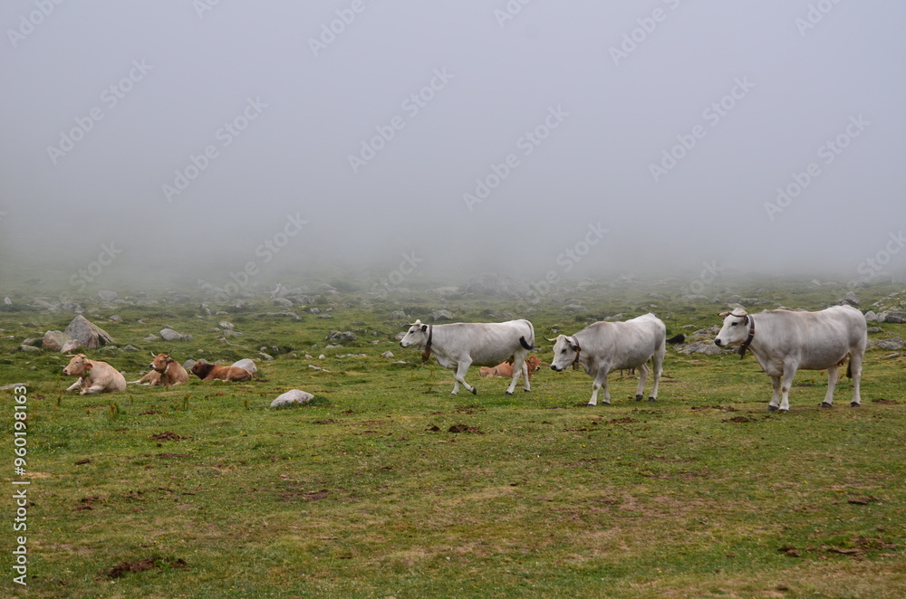Obraz premium VACHES ALPAGE DU PAS DE LA CASE