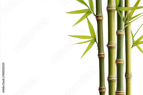 Bamboo with bamboo leaf isolated on white background, Tropical bamboo trunk with leaf on right side. photo