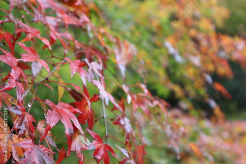 雨上がりで水滴のついた秋の色鮮やかな紅葉