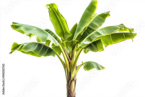 Banana tree isolated on white background, Tropical banana tree with banana leaf. photo