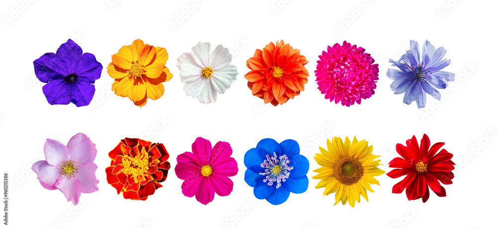 Set of beautiful summer garden flowers isolated on white background. Set of beautiful summer garden flowers isolated on white background.