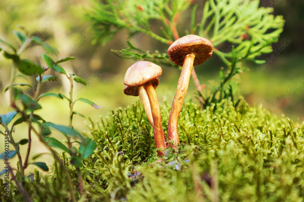 Fototapeta premium Mushrooms false honey fungus grows in moss.