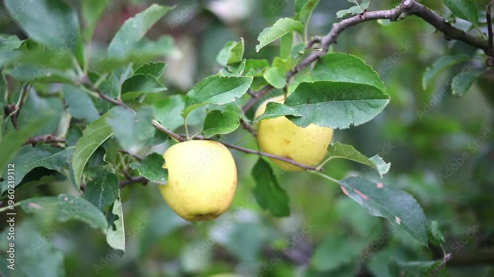 Yellow ripe organic apples on apple tree branch. Yellow ripe organic apples on apple tree branch.