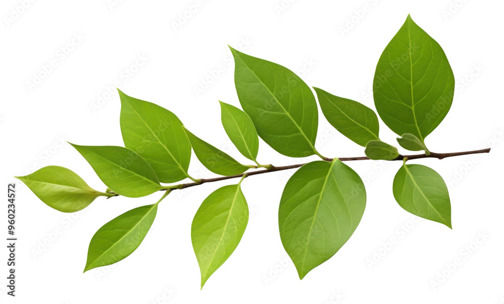 Fototapeta premium PNG Jasmine leaf plant tree white background.