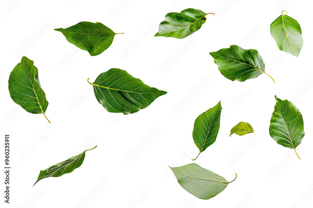 Fototapeta premium PNG Green leaves on white background