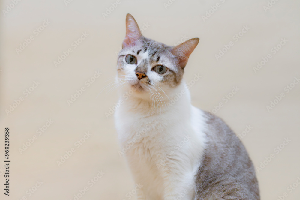 Cute tabby cat sitting on warm background look at camera with seriously. Cute tabby cat sitting on warm background look at camera with seriously.