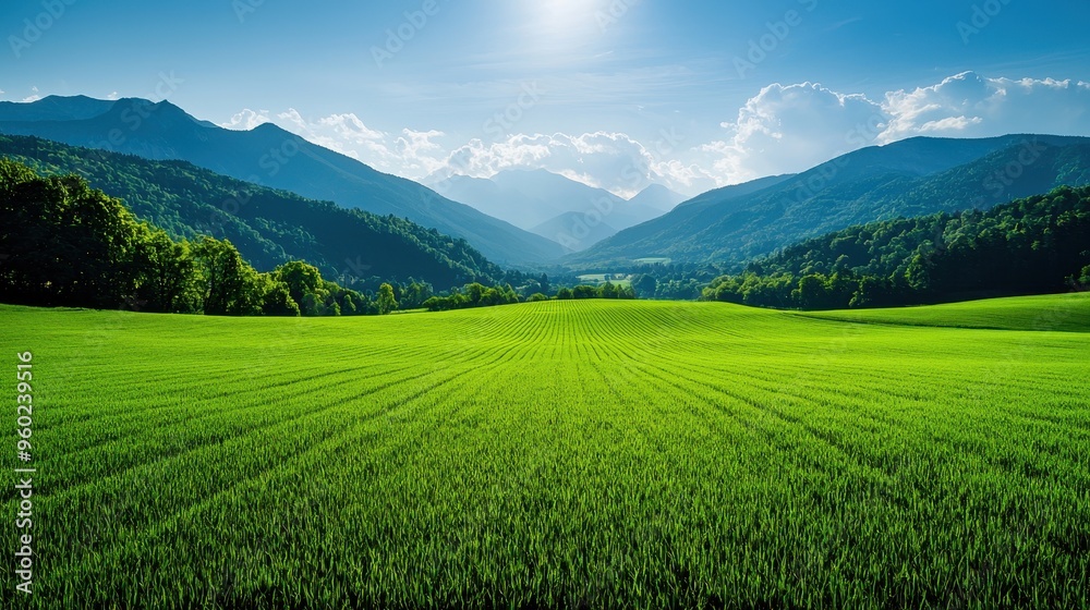 Obraz premium Scenic landscape of lush green field with sunlit mountains and blue sky in the background, ideal for nature and outdoor themes.