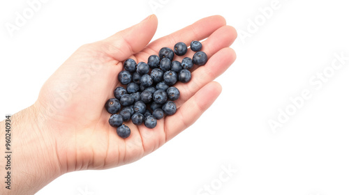 Hand holding wild blueberries isolated on transparent background